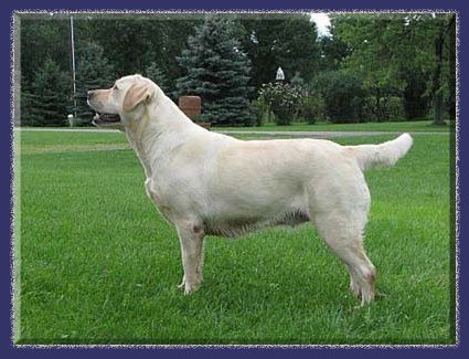 CH Tabatha's Confection | Yellow Labrador Retriver