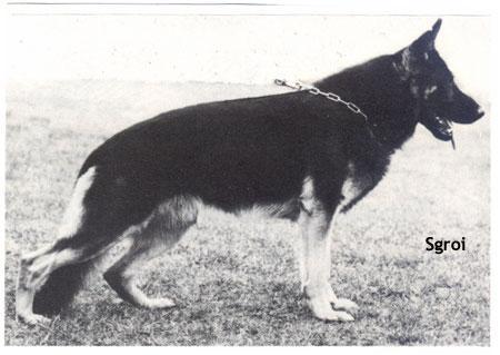 Dago vom Sulterkamp | German Shepherd Dog 