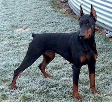 Yearning v.'t Hof ter Helle | Black Doberman Pinscher