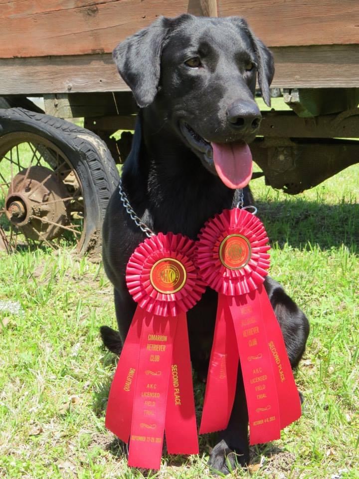 Sweetwater's Cashed Out DD MH QA2 | Black Labrador Retriver