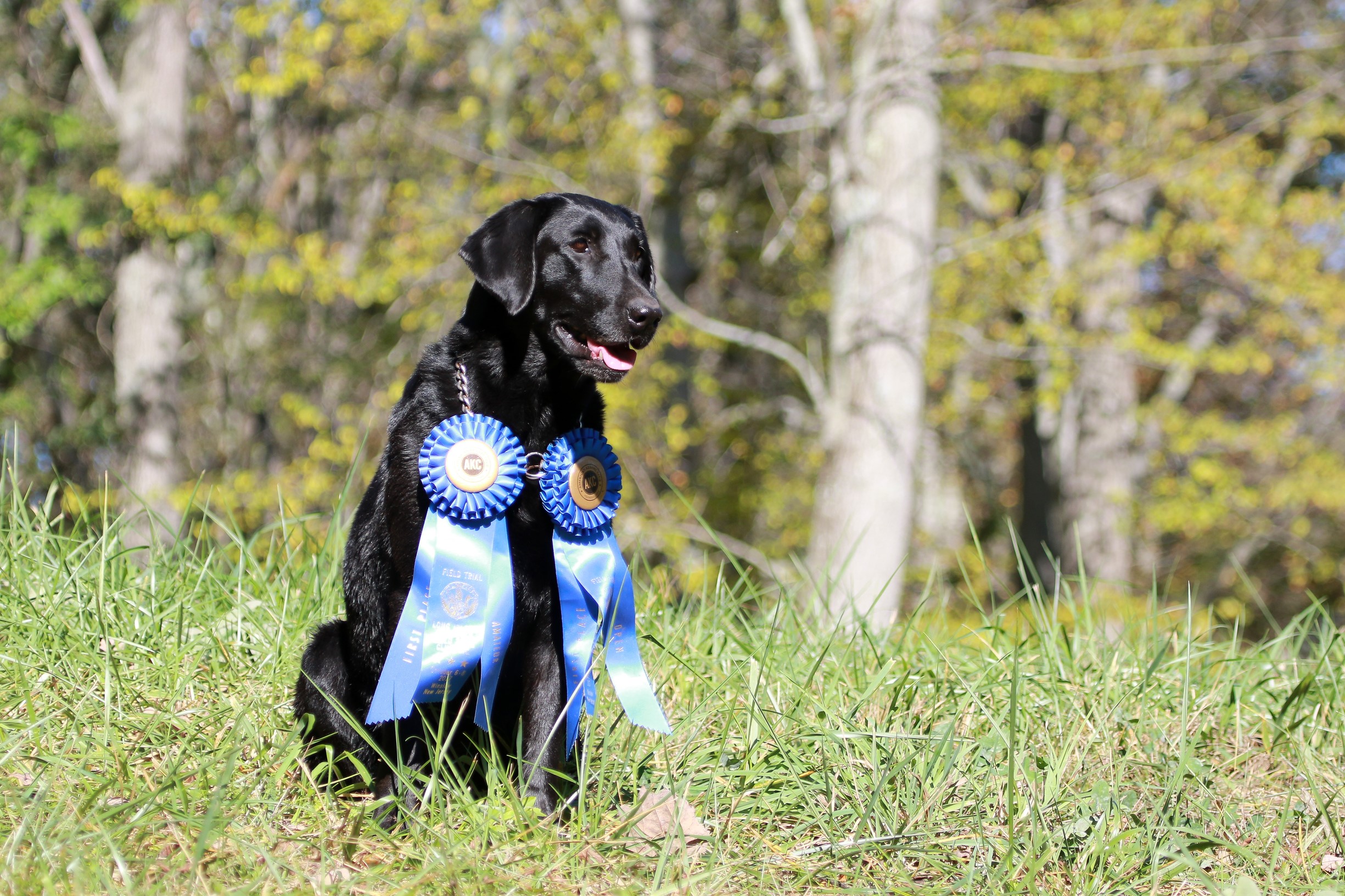 FC-AFC Delpond's Aunt Jemima | Black Labrador Retriver