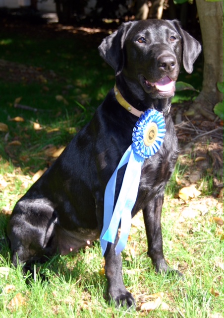 FC Delpond's Pretty In Pink | Black Labrador Retriver