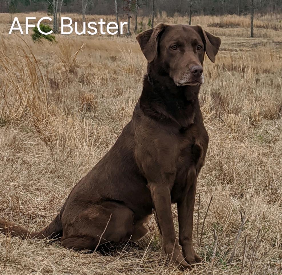 AFC Brink's Buster Brown QA2 | Chocolate Labrador Retriver