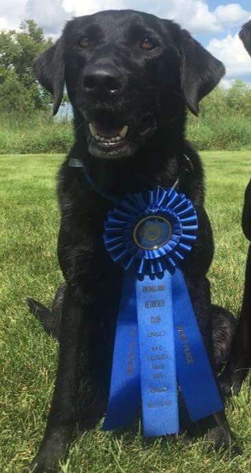 FC AFC Kerryburke's Marsh Madness MH | Black Labrador Retriver