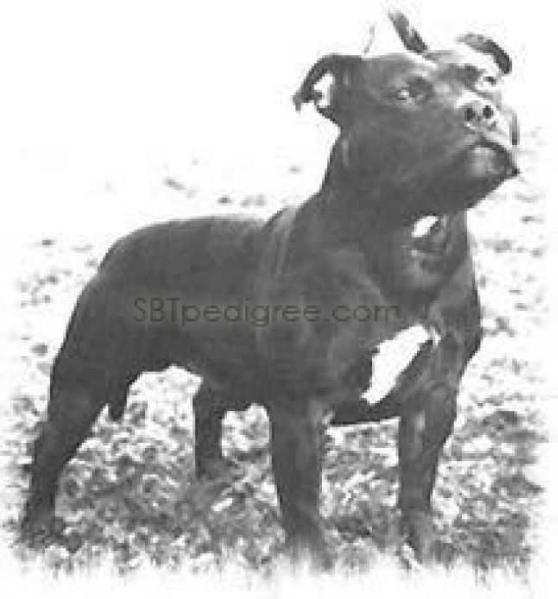 Skean Dhu | Staffordshire Bull Terrier 