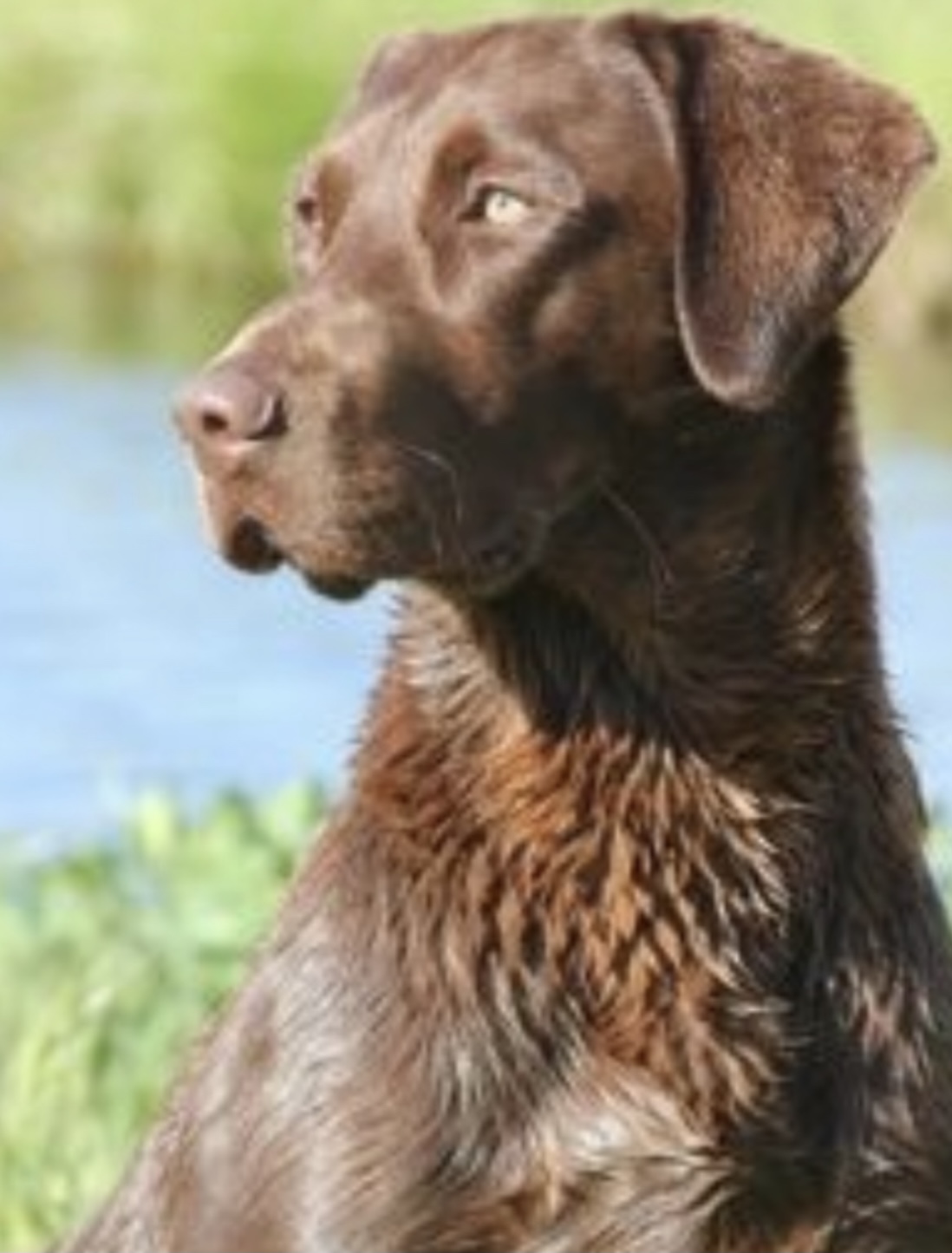 Arnold's Burly Skidmark QA2 | Chocolate Labrador Retriver