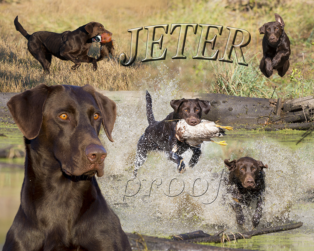 GRHRCH SRSACC SRSAC Spring River's Yankee Captain MNH MH QAA | Chocolate Labrador Retriver