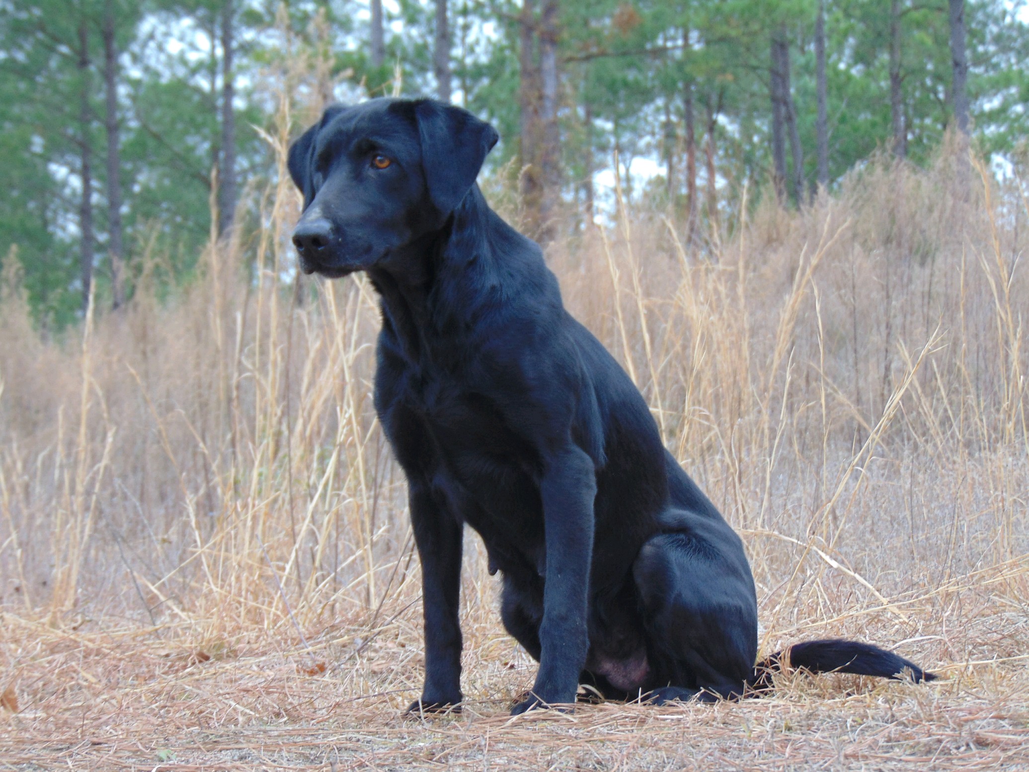 Diamondbacks Black Hawks MH ** | Black Labrador Retriver