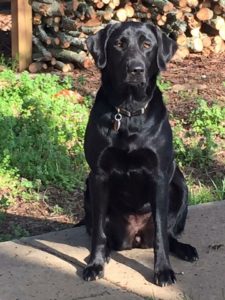 Hatcreeks Ada Way To Go | Black Labrador Retriver