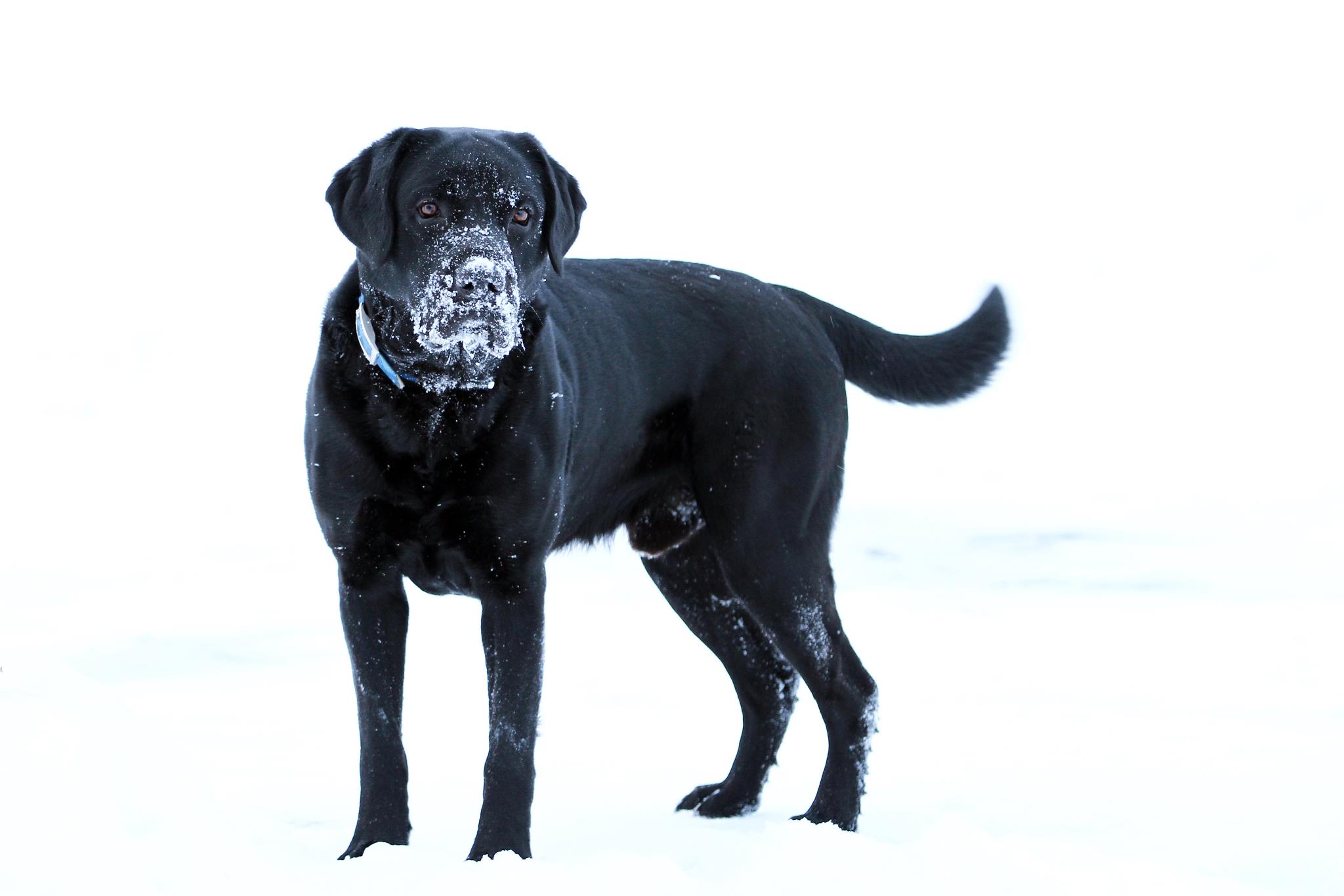 North Country's Kodak Moment MH | Black Labrador Retriver