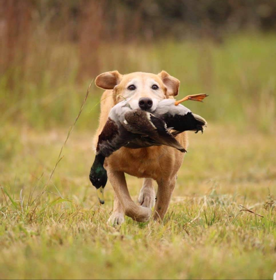 7xGRHRCH UH Sailor's Wide Open Yellow Cadillac MH HOF | Yellow Labrador Retriver