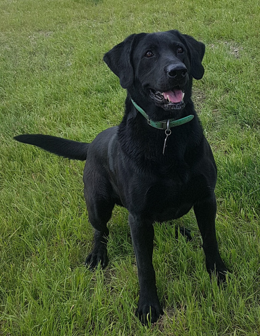 Crazy Ivan | Black Labrador Retriver