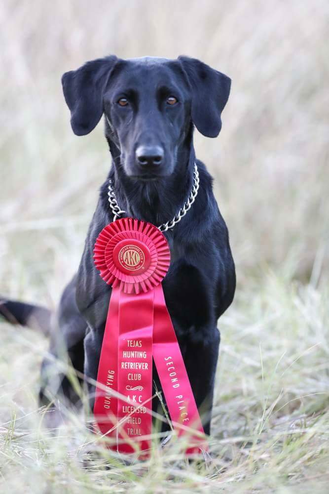 Hollandots Chillen on the Beach  QAA | Black Labrador Retriver