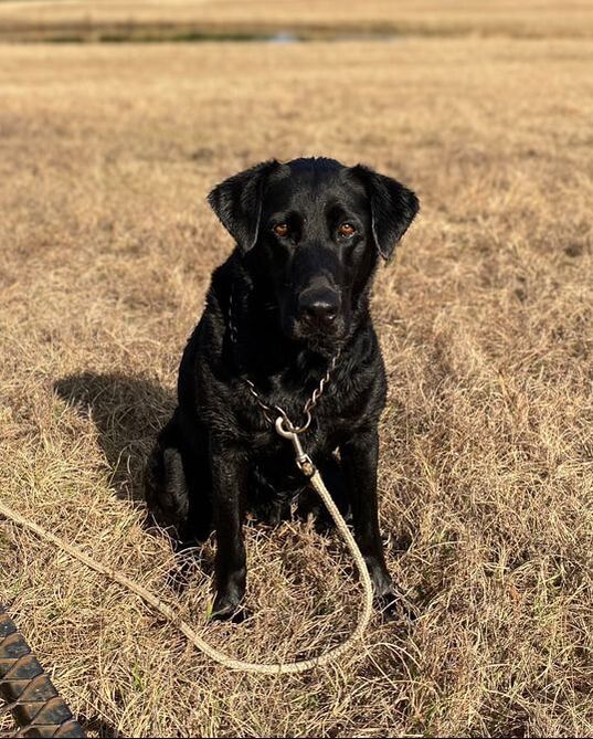 Belmar's Poor Baby Zebra QA2 | Black Labrador Retriver