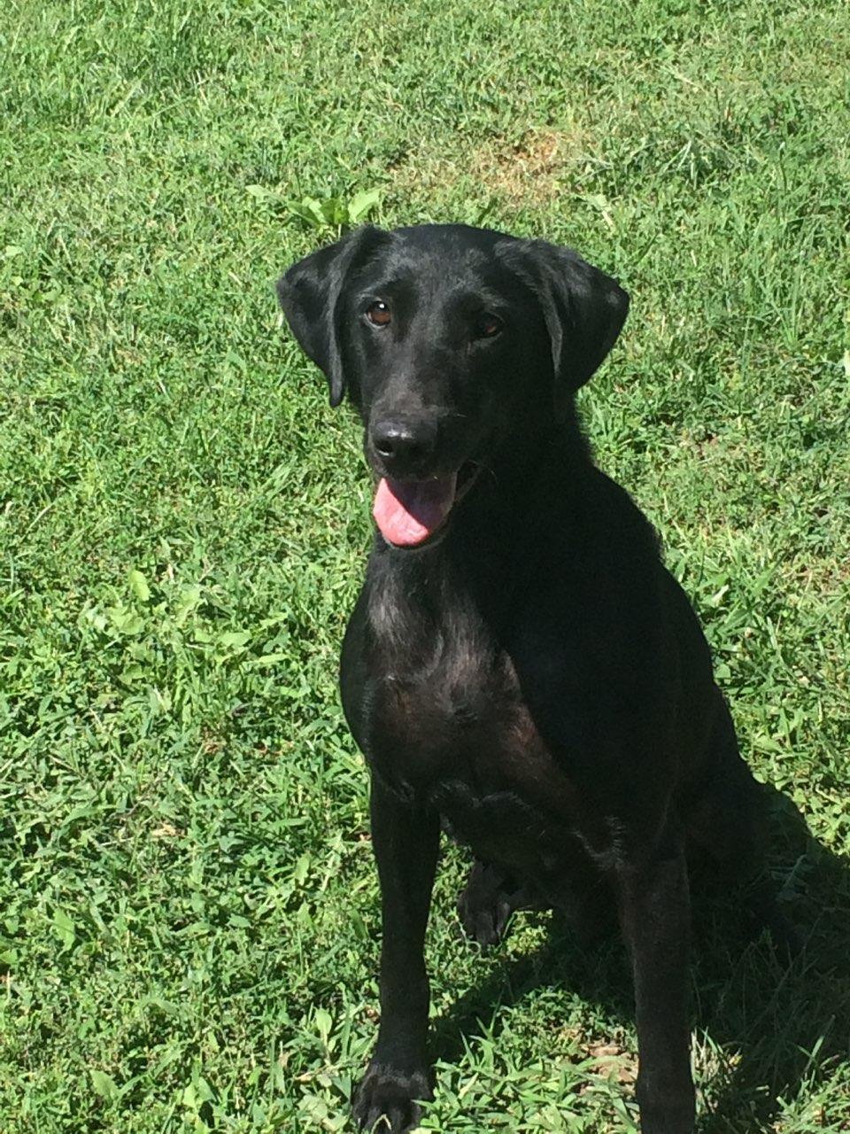 Platte Valley's Joy Ride JH | Black Labrador Retriver