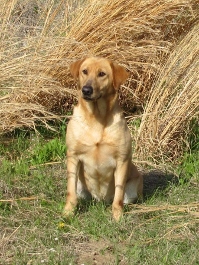 HR Moccasin Creek's Lil Timber | Yellow Labrador Retriver