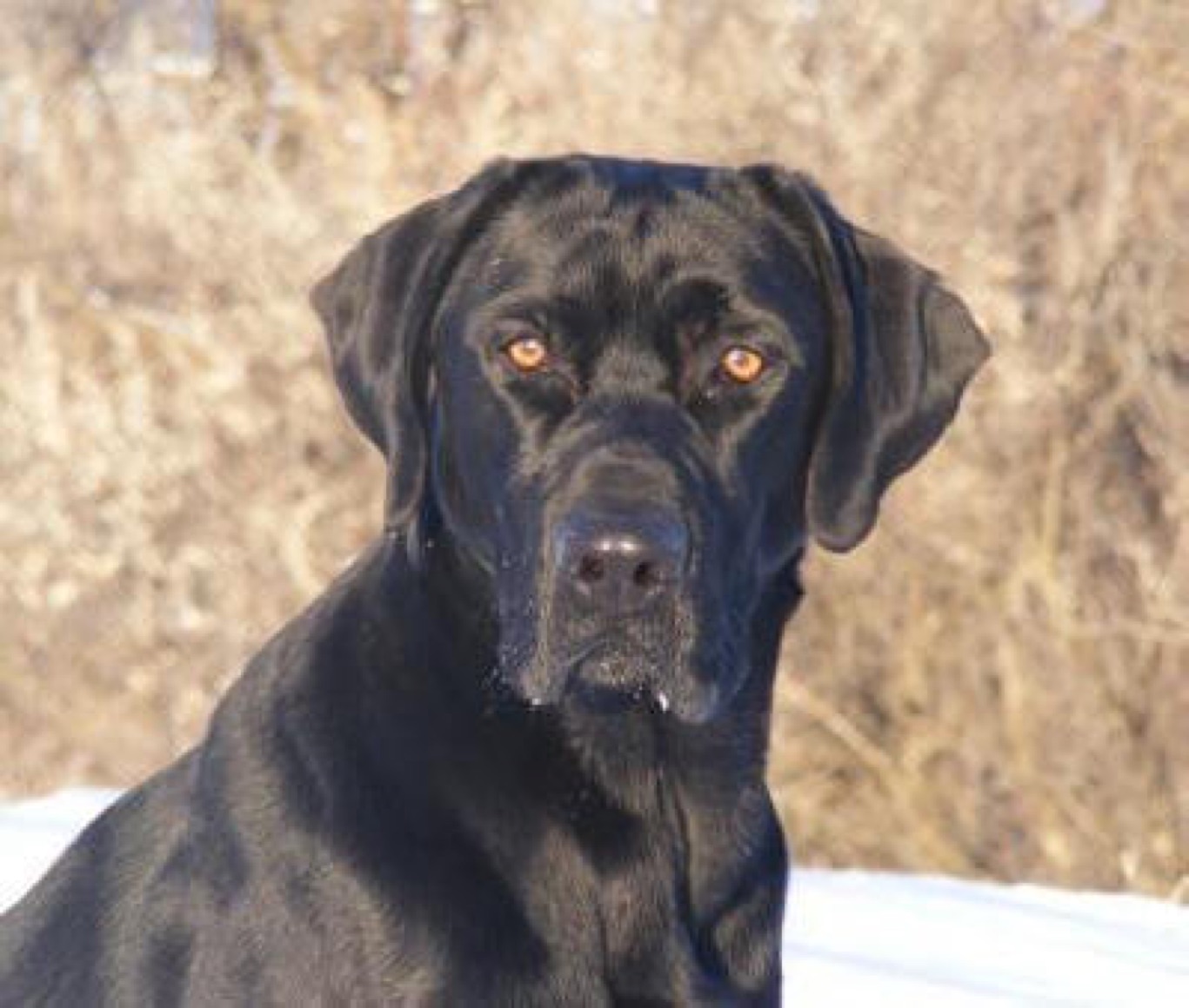 The Cptn's Way-Da-Go-Shootin Newt MH | Black Labrador Retriver