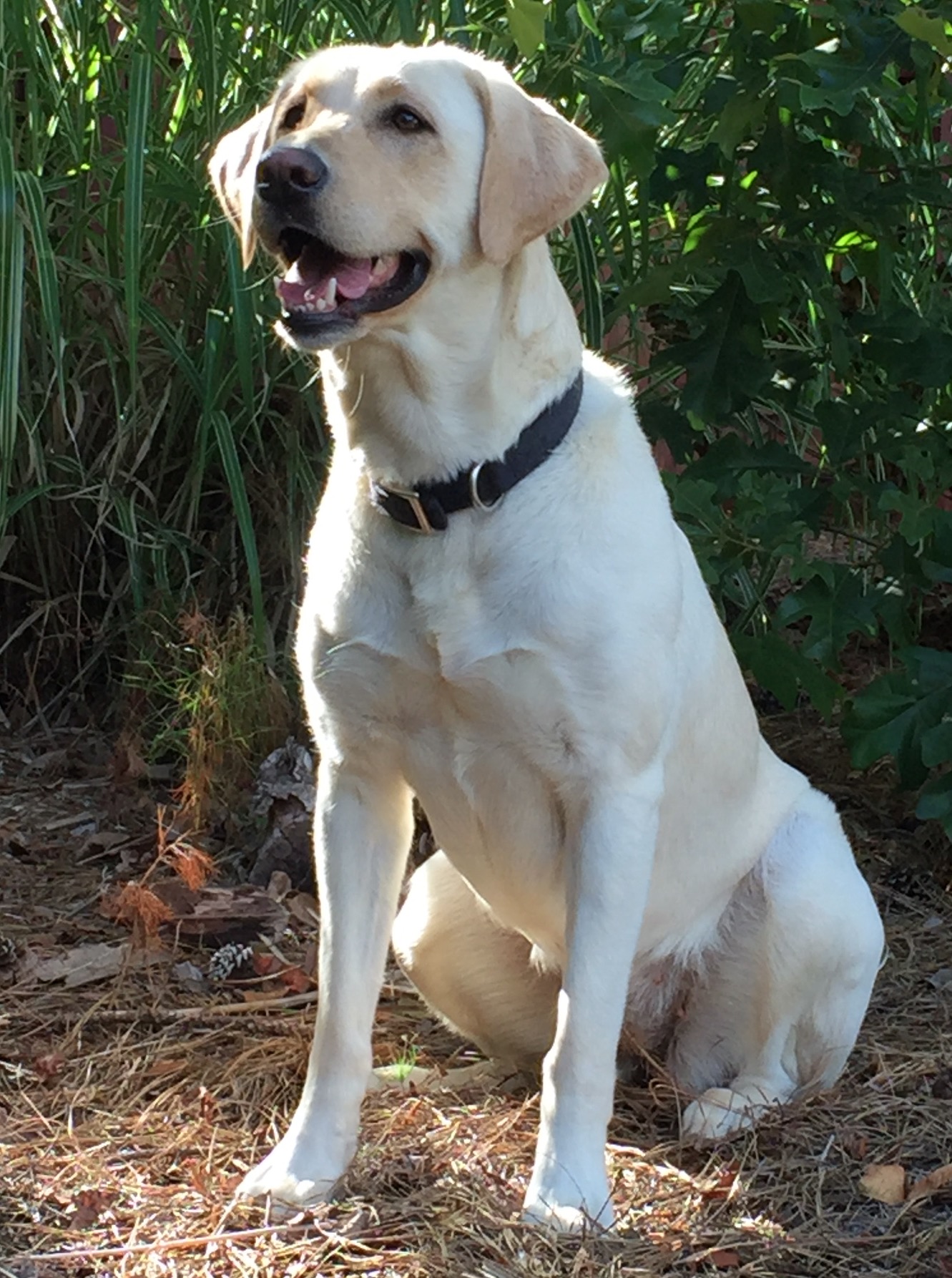 Hat Creek's Charlie Girl | Yellow Labrador Retriver