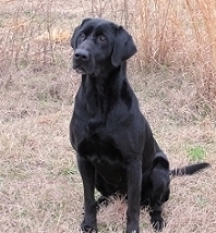 Artemis Dreamer | Black Labrador Retriver