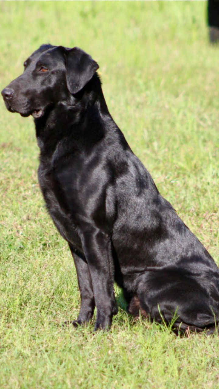 Greenhead's Okatuppa Blue Ru MH MNR QAA | Black Labrador Retriver