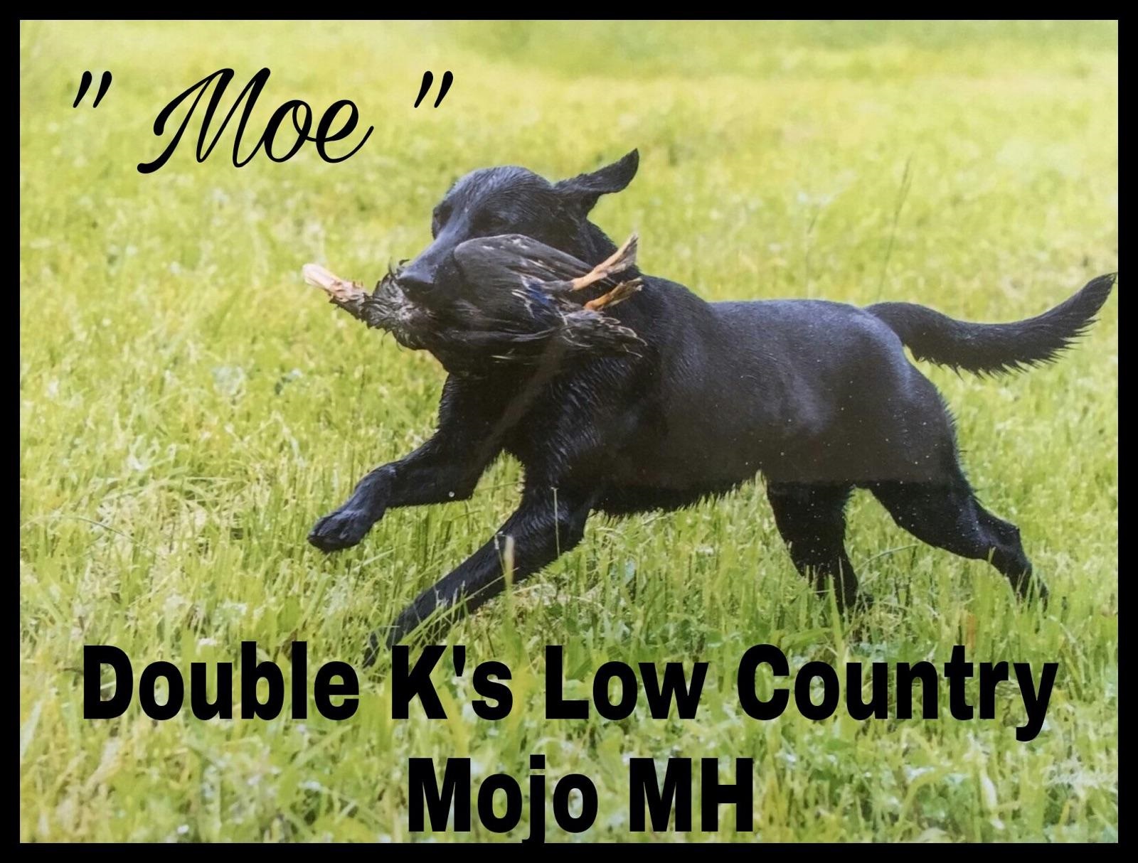 Double K's Low Country Mojo MH | Black Labrador Retriver