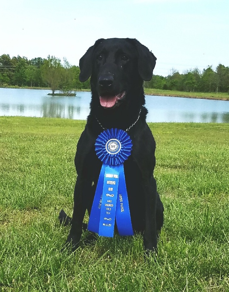 FC Two Step's Still Smokin' | Black Labrador Retriver