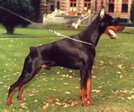 Judifax Fanthomas | Black Doberman Pinscher