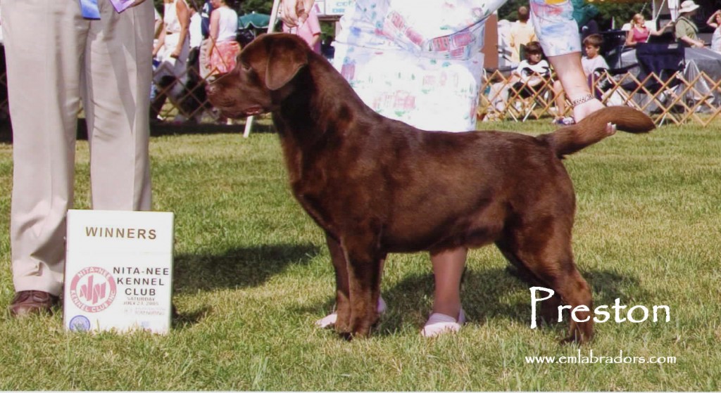 Endless Mt.'s Full Court Press | Chocolate Labrador Retriver