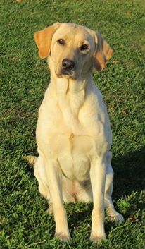 Drake's Bay Under Harvest Moon Ere Winter's Coming | Yellow Labrador Retriver