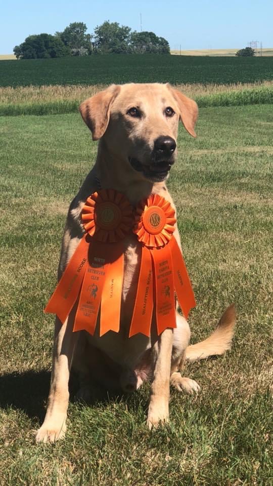 HRCH UH In The Hunt I Wish I Wuz MH | Yellow Labrador Retriver