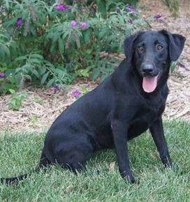 SHR Premier's Carbon Black Pearl | Black Labrador Retriver