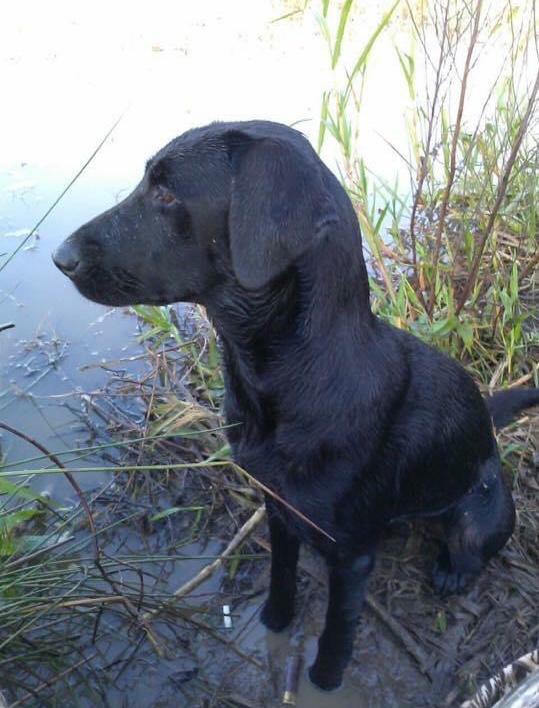 Eyes To The Skyee | Black Labrador Retriver
