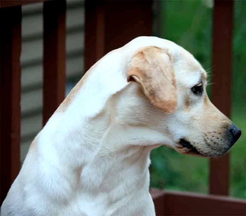 Kerrybrook's Margot | Yellow Labrador Retriver