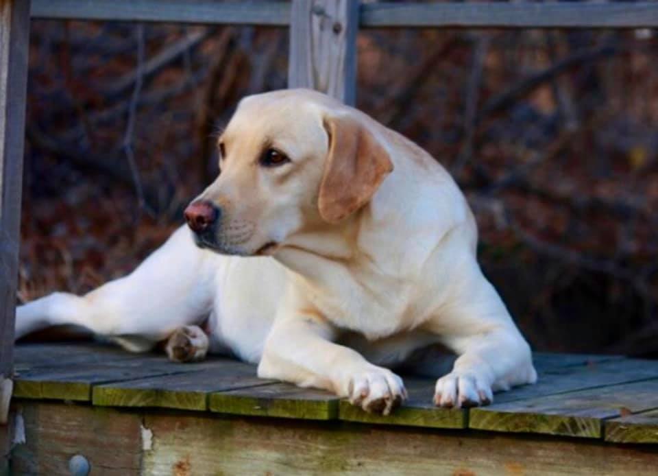 Kerrybrook's Georgia On My Mind | Yellow Labrador Retriver