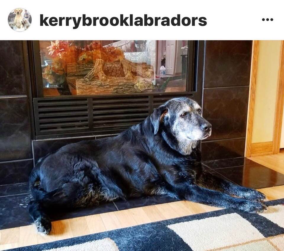 Kerrybrook's Jane Air | Black Labrador Retriver