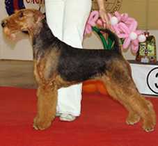 Elting Britania | Airedale Terrier 