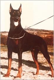 Graaf Questor v. Neêrlands Stam (NHSB 634954) | Black Doberman Pinscher