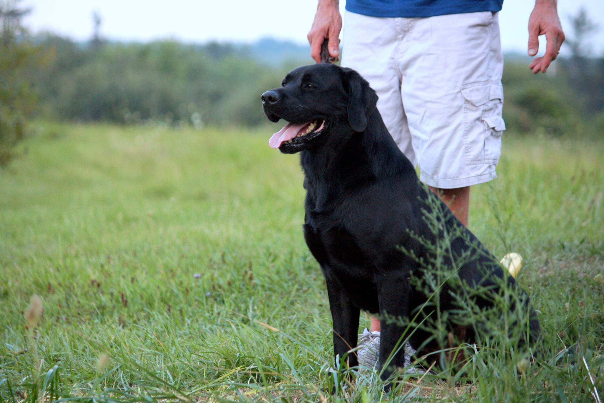 Kerrybrook's Lord Byron | Black Labrador Retriver