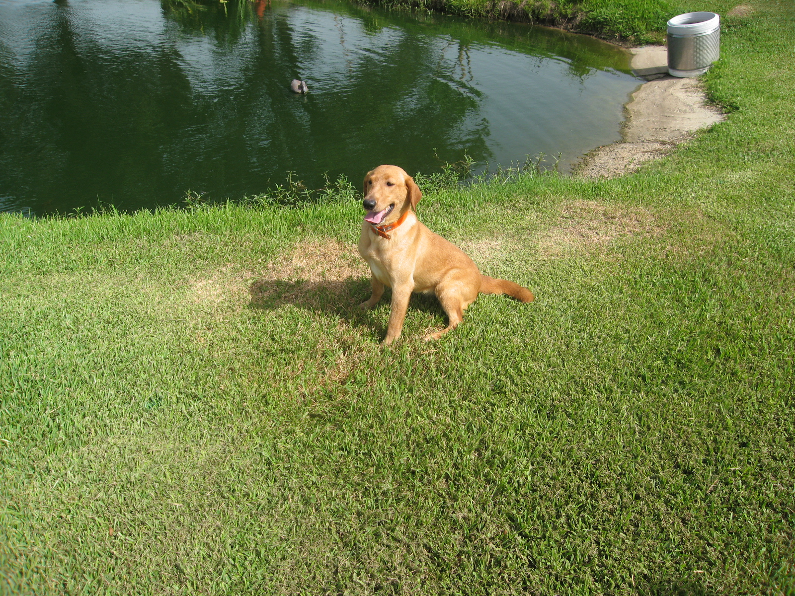 SHR Authement's Lil Britches | Yellow Labrador Retriver