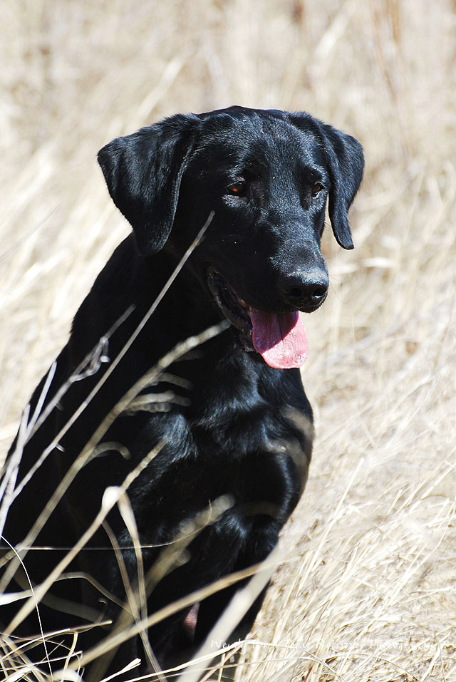 3xGRHRCH UH Lone Oak's Ten Gauge MH | Black Labrador Retriver