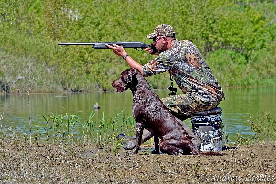 HRCH LZL's Hammer Of Thor | Chocolate Labrador Retriver