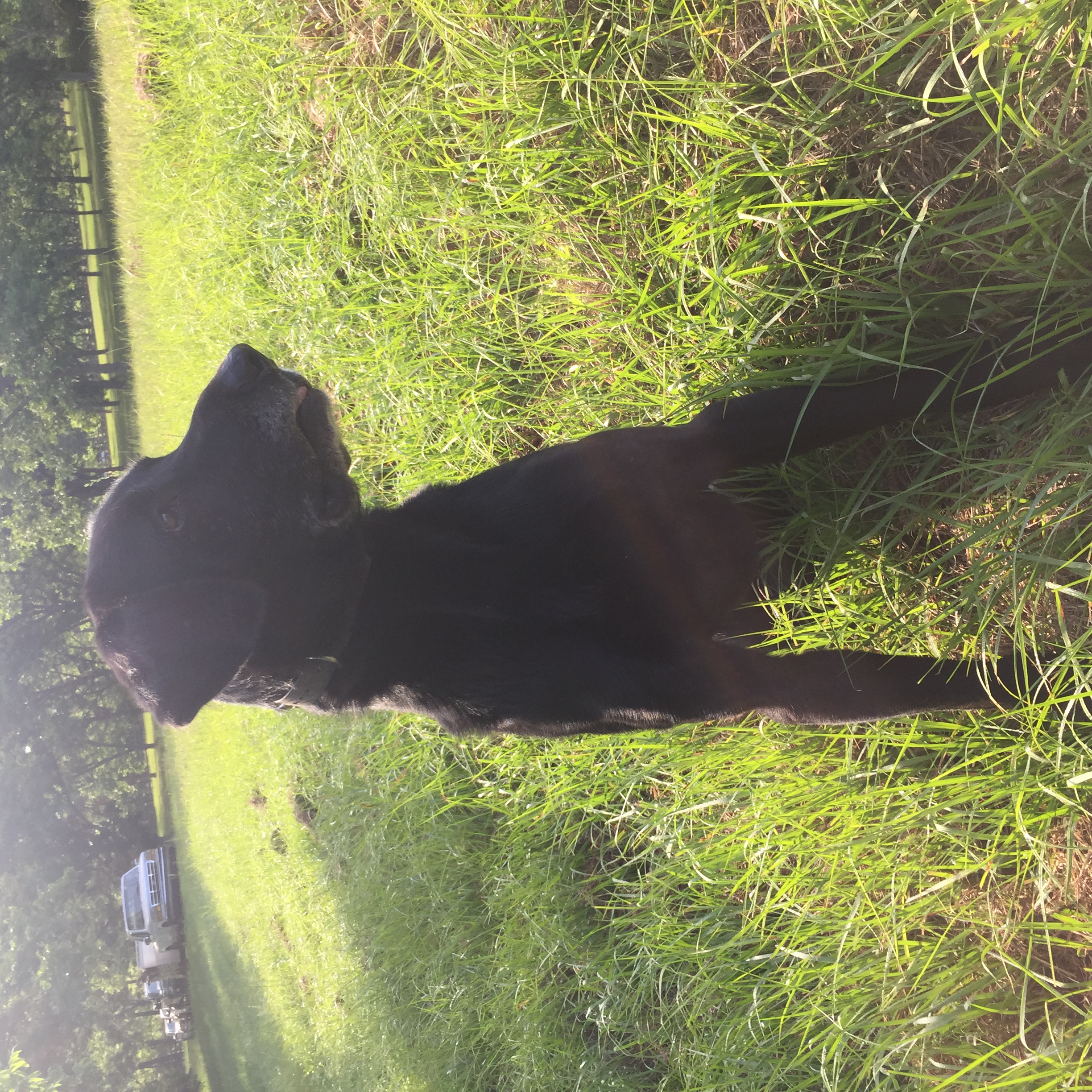 Belleshain Skeets Shooter SH | Black Labrador Retriver