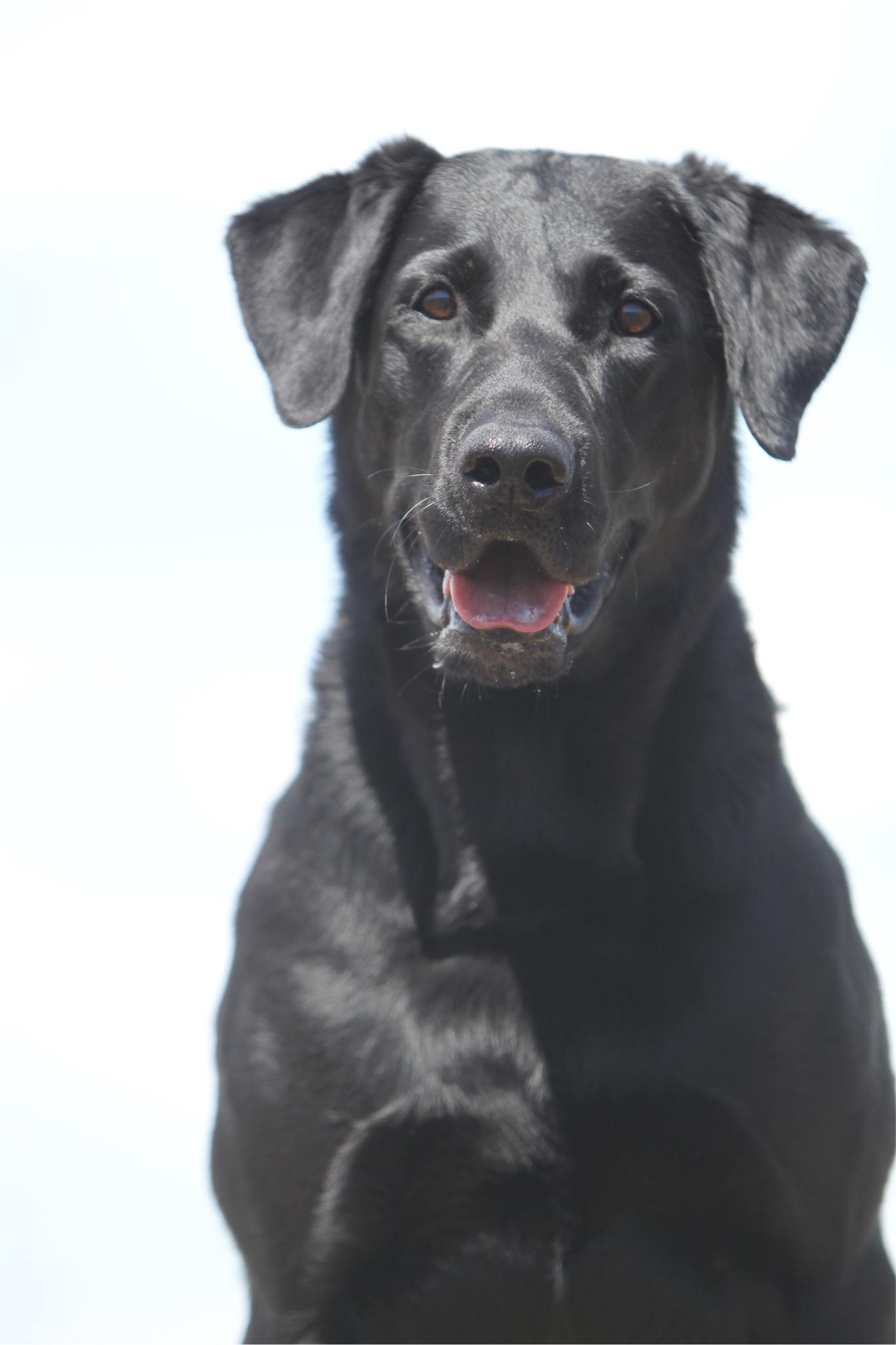 FTCH AFTCH HRCH Hank's Settin' The Marsh On Fire QA2 | Black Labrador Retriver