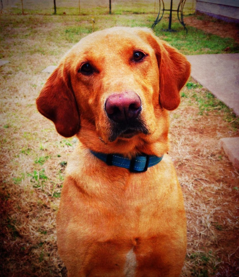 Koozie Penney | Yellow Labrador Retriver