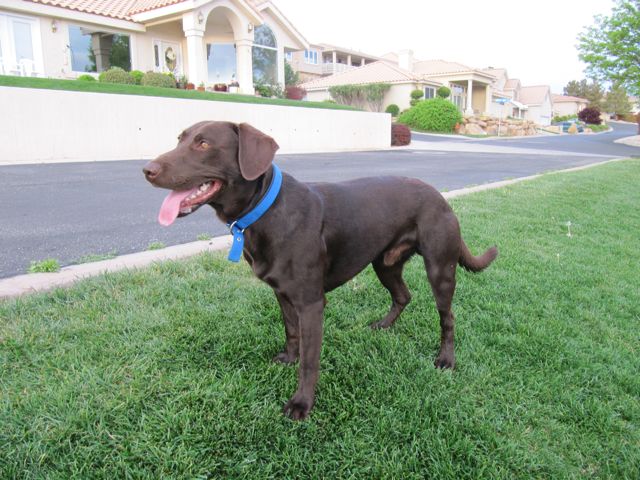 DUCKPUP'S TIMBER | Chocolate Labrador Retriver