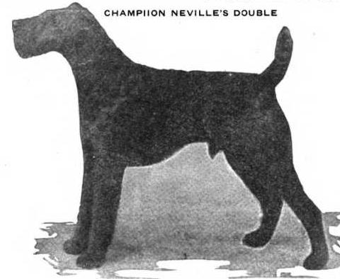 Neville's Double (268096 Vol XXXVI) | Airedale Terrier 