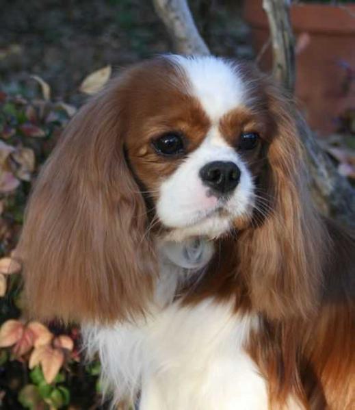 Benchmark Up In The Air | Cavalier King Charles Spaniel 