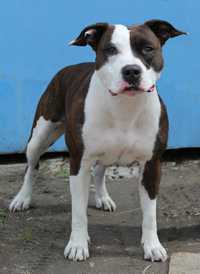 Elvina | American Staffordshire Terrier 