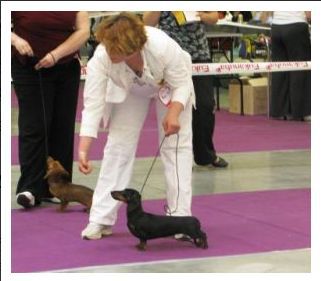 O Prelestnaya Infanta iz Mishkinogo Doma | Dachshund 