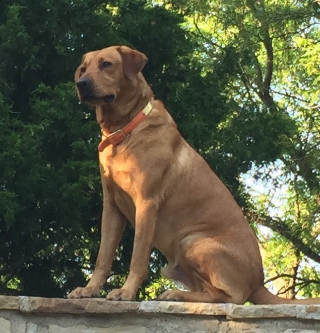 DUCKPUP'S FAST POINT FREDDY | Yellow Labrador Retriver